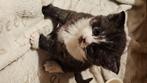 Kittens Brits silver nog 1 kater bb, Dieren en Toebehoren, Katten en Kittens | Raskatten | Korthaar, Meerdere dieren, Ontwormd