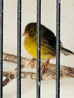 Kanarie timbrado pop, Dieren en Toebehoren, Vogels | Kanaries, Vrouwelijk, Kleurkanarie