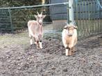 Prachtige jonge landgeiten, Dieren en Toebehoren, Vrouwelijk, Geit, 0 tot 2 jaar