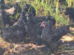 Jersey giant, Meerdere dieren, Kip