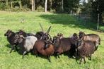 RESERVEREN/ TE KOOP Hebridean schapen, Schaap, Meerdere dieren, 0 tot 2 jaar