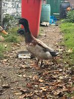 Loopeend man, Dieren en Toebehoren, Pluimvee, Mannelijk, Eend