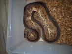 Python regius ballpython clown vrouw, Slang, 3 tot 6 jaar