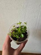 Peperomia rotundifolia, Ophalen, Overige soorten, Minder dan 100 cm