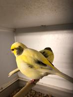 Koppel geel/bonte kanaries, Meerdere dieren, Kleurkanarie