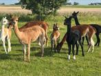 alpaca’s, September, Vrouwelijk