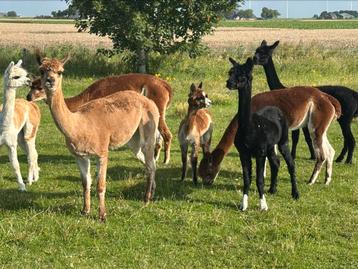 alpaca’s beschikbaar voor biedingen