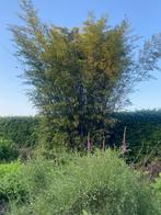 Zwarte bamboe stekken te koop, Ophalen of Verzenden, Bamboe, Struik, 100 tot 250 cm