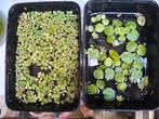 Plantjes voor aquarium of waterbak, Dieren en Toebehoren, Vissen | Aquaria en Toebehoren, Ophalen, Nieuw, Plant(en), Steen of Hout