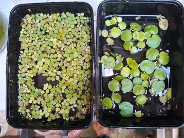 Plantjes voor aquarium of waterbak  beschikbaar voor biedingen