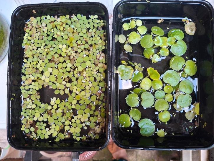 Plantjes voor aquarium of waterbak, Dieren en Toebehoren, Vissen | Aquaria en Toebehoren, Nieuw, Plant(en), Steen of Hout, Ophalen