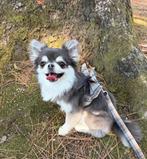 volwassen vrouwelijke chihuahua, Dieren en Toebehoren, Rabiës (hondsdolheid), 15 weken tot 1 jaar, Teef, Meerdere