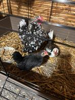 Serama haantjes, Dieren en Toebehoren, Pluimvee, Mannelijk, Kip
