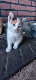 Kittens, Dieren en Toebehoren, Katten en Kittens | Overige Katten, Meerdere dieren