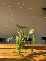 Zigzag cactus, Ophalen, Cactus, Minder dan 100 cm, Volle zon