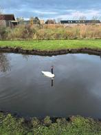 Overjarige zwarthalszwaan vrouw