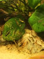 Garnalen mix, Kreeft, Krab of Garnaal