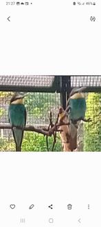 9 bijeneters te koop, Meerdere dieren, Geringd