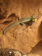 Phelsuma klemmeri mannetje inclusief terrarium, Dieren en Toebehoren, Reptielen en Amfibieën, 0 tot 2 jaar