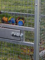 Te koop Lori van de Blauwe Bergen, Dieren en Toebehoren, Mannelijk, Papegaai