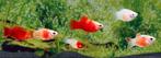Gezocht jonge platy's in BREDA, Dieren en Toebehoren, Vissen | Aquariumvissen, Vis