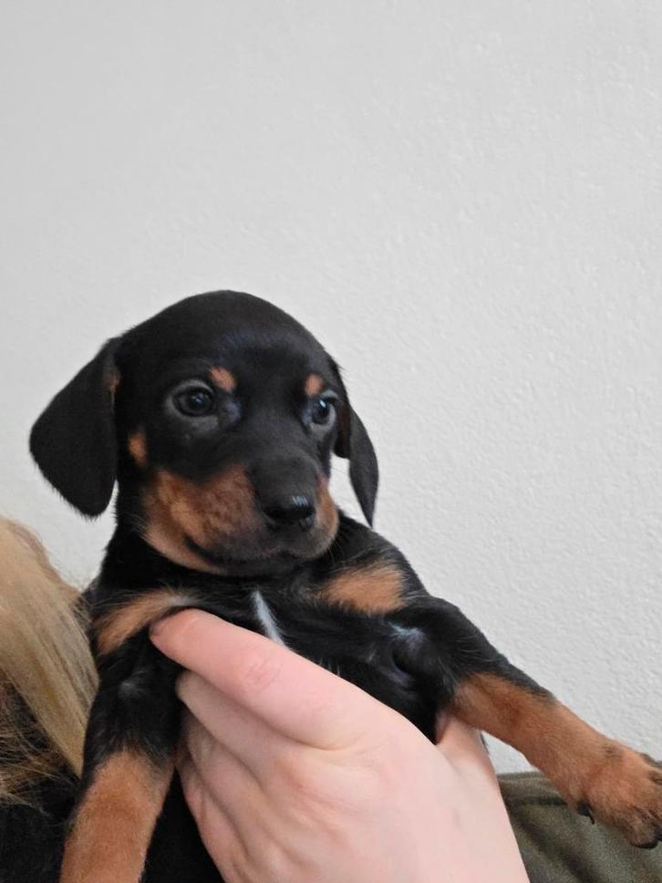 Teckel Daschund x Jack russel gladhaard 2x reu, Dieren en Toebehoren, Honden | Teckels en Dashonden, Meerdere dieren, Korthaar