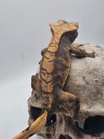 Halloween, Dieren en Toebehoren