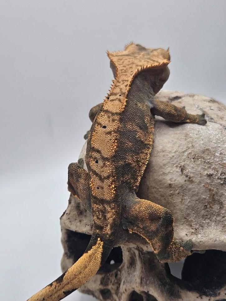 Wimpergekko- crested gecko