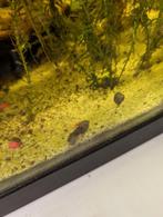 slakken voor het aquarium, Dieren en Toebehoren, Vissen | Aquariumvissen, Slak of Weekdier, Zoetwatervis