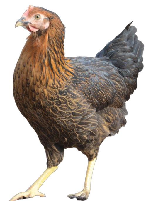 Harco kippen, Dieren en Toebehoren, Pluimvee, Kip, Vrouwelijk