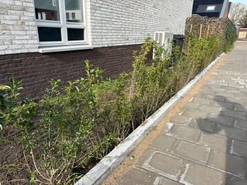 Liguster planten €7,50 per stuk beschikbaar voor biedingen