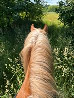 Bijrijder(s) gezocht voor 2 koudbloedpaarden, Dieren en Toebehoren