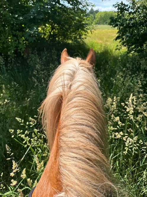 Bijrijder(s) gezocht voor 2 koudbloedpaarden, Diensten en Vakmensen, Dieren | Paarden | Verzorging, Oppas en Les