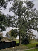 gratis haardhout , zelf zagen essen hout, Tuin en Terras, Haardhout, Minder dan 3 m³, Ophalen of Verzenden