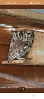 kweekkoppel roofvogels Westerse schreeuw uil megascops Otus, Dieren en Toebehoren, Vogels | Overige Vogels, Meerdere dieren, Roofvogel