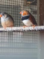 Mooi koppel zwartborst grijs zebravinken, Dieren en Toebehoren, Vogels | Overige Vogels, Meerdere dieren