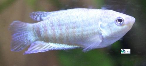 Paradijsvis "Blue", Dieren en Toebehoren, Vissen | Aquariumvissen, Zoetwatervis, Vis