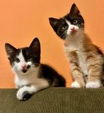 2 lieve kittens (broer & zus), mogen samen verhuizen 20/10, Dieren en Toebehoren, Katten en Kittens | Overige Katten, Meerdere dieren