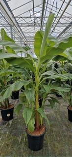 Musa basjoo, Tuin en Terras, Planten | Tuinplanten, Ophalen, Zomer, Overige soorten, Volle zon