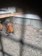 Sabelpootkriel haantjes, Dieren en Toebehoren, Pluimvee, Mannelijk, Kip