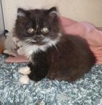 Brits langhaar en korthaar kittens, Dieren en Toebehoren, Meerdere dieren, Gechipt