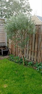 Olijfboom, Tuin en Terras, Planten | Bomen, Volle zon, Ophalen of Verzenden, 100 tot 250 cm, Olijfboom