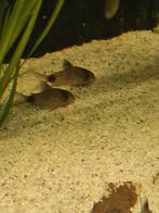 Coridoras Panda te koop, Dieren en Toebehoren, Vissen | Aquariumvissen, Vis
