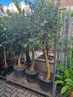 Olijfbomen - Diverse Maten - Gratis Bezorging (h'sum eo), Tuin en Terras, Planten | Bomen, Bloeit niet, Verzenden, 100 tot 250 cm