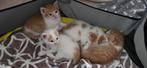 Rode Kittens, Dieren en Toebehoren, Kater, 0 tot 2 jaar