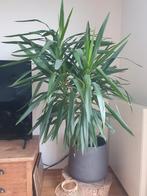 Kamerplant, Huis en Inrichting, Ophalen, Overige soorten, Minder dan 100 cm