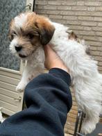 Puppy zoekt nieuw baasje, Dieren en Toebehoren, Honden | Niet-rashonden, Reu, 8 tot 15 weken, CDV (hondenziekte), Eén hond
