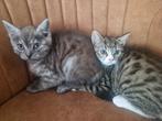 2 kitten poesjes, zusjes, 11 weken, moeder Britse langhaar, Dieren en Toebehoren, Poes, Ontwormd