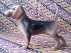 Mooi oud Engels Trentham beeldje van een beagle 17,5 cm., Antiek en Kunst, Ophalen of Verzenden