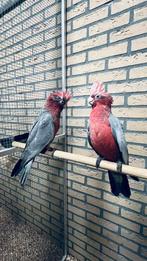 Roze Kaketoes Baby Papegaaien 2025, Dieren en Toebehoren, Vogels | Parkieten en Papegaaien, Meerdere dieren, Papegaai, Pratend